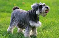 雪纳瑞犬的性格特点：7种类型中的第三种最易养