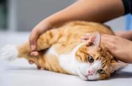 多囊肾的难以治愈：波斯猫患病率最高，但其他品种也需要警惕