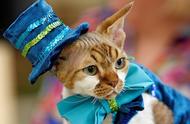 乌克兰宫廷猫的优雅走秀：如同戴妃般的高贵