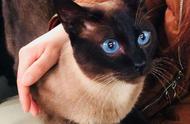 暹罗猫的魅力：网友分享养猫体验