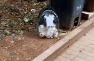 五只布偶猫幼崽被遗弃在垃圾桶旁：这是人类的疏忽吗？