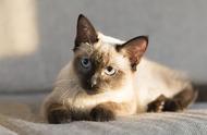 为什么越来越多的人选择养暹罗猫？