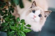 布偶猫的寿命：避免这些常见错误，让它们活得更长久！
