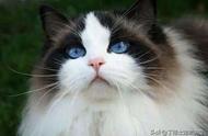 布偶猫：最受欢迎的高贵仙女喵，颜色和性格的全面解读