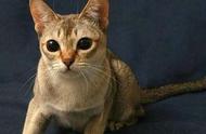 猫咪选购全攻略：新加坡猫品种介绍与品相判断