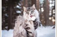 你知道被称为'能干的狩猎者'的挪威森林猫吗？