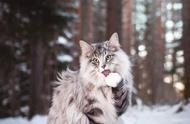 如何饲养'能干的狩猎者'——挪威森林猫？