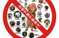 深圳新规：中华田园犬可办理狗证，土狗不再受歧视