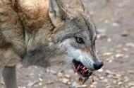 1岁的藏獒能否吓退孤狼？狼的实力为何在犬类之上，却会对牧羊犬产生恐惧？