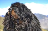 西藏的守护者：探讨藏獒作为犬科之王的地位