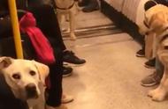 地铁站内的奇特景象：10只拉布拉多导盲犬的不寻常训练