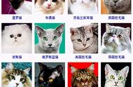 波斯猫的魅力与挑战：为何在中国养的人相对较少？