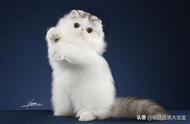 傻傻的误以为长毛猫是波斯猫？带你深入了解真正的高贵波斯猫！
