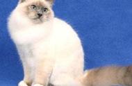 巴厘猫：猫咪百科的明星品种