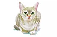 新加坡流浪猫：迷你版的故事