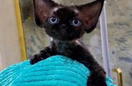 德文卷毛猫：一种迷人的猫咪品种