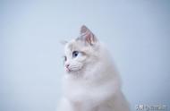 布偶猫的独特特性是什么，如何鉴别纯种布偶猫？