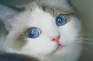 猫咪眼睛颜色多样的奥秘揭秘，令人惊叹不已！