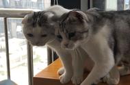 伯曼猫与布偶猫：美国与缅甸的猫咪差异
