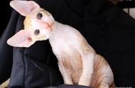 柯尼斯卷毛猫：一种独特的猫品种