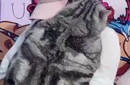 无法行走的胖虎斑猫：每天只能躺卧和被抱，主人心碎