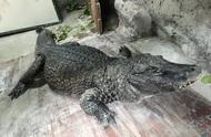 重庆鳄鱼中心景区：探索自然与历史的交融