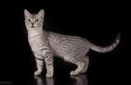 宠物猫系列：揭秘埃及猫的魅力