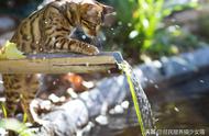 五种热爱水上活动的小猫咪：泡澡轻松，游泳超越孙杨