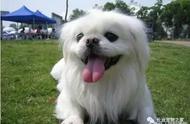 京巴犬，也被称为北京犬宫廷狮子狗，是中国的古老犬种。