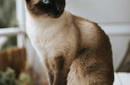 新手养猫指南：暹罗猫的基本知识