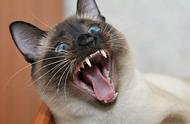 暹罗猫：一种常被误解的猫种