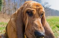 寻血猎犬：嗅觉猎犬的纯正血统与14天前气味的追踪能力