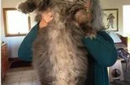 家有萌宠之巨型波斯猫——布鲁斯