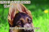 黑背德国牧羊犬为何成为最常见的警犬？