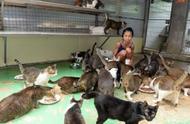 新加坡女子收养数百流浪猫，却自己饿得皮包骨