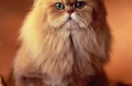 波斯猫：猫界的王子