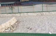 北京欢乐水魔方雪场养兔事件引发争议，园方已紧急叫停