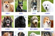 你能识别哪些常见的（认证）犬种？