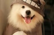 萨摩耶犬的优点与缺点：了解“微笑天使”是否适合你