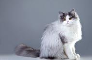 猫的世界：9种常见猫品种的性格、价格、寿命和注意事项一览