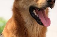 揭秘中华田园犬的九种常见类型：你能做到全认识吗？