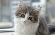 宠物世界：挪威森林猫详尽指南