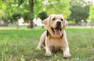 拉布拉多犬的性格特征、品种标准及养护难度的深度分析