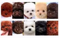 泰迪犬的颜色繁多，最受欢迎的五种你知道吗？