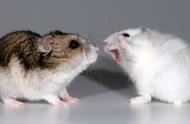 母仓鼠的高冷态度：如何正确引导公仓鼠进行繁殖？