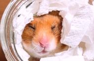 冬季养仓鼠的困扰与解决之道：如何避免伪冬眠