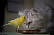 金丝雀与保加利亚波斯猫的深厚友谊：形影不离的故事