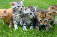 养猫新手必看：这5种猫咪被誉为“最难以养活”，你家的猫上榜了吗？