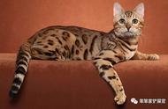 五种类似豹虎的猫，最后一种价格惊人，普通人难以承受