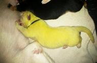 德牧妈妈生下了8只小狗，其中一只是黄色的，兽医给出的解决办法是什么？